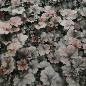 Black Sea Coral Bells