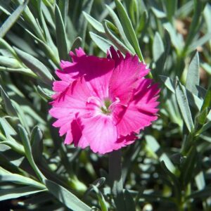 Neon Star Dianthus