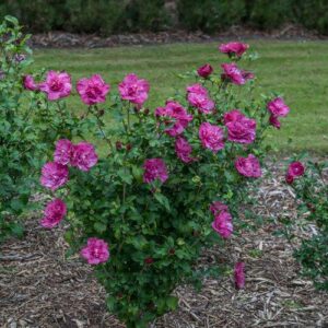Magenta Chiffon® Rose of Sharon