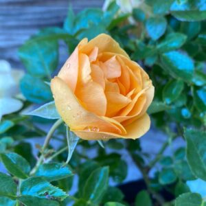 Julia Child™ Rose