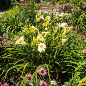 Joan Senior Daylily