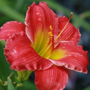 Red Hot Returns Daylily