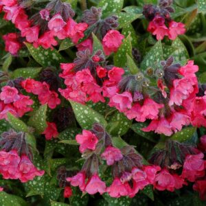 Shrimps on the Barbie Lungwort