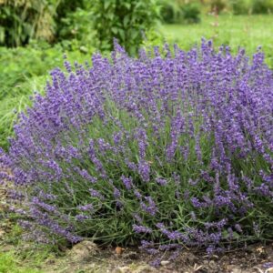 Imperial Gem Lavender