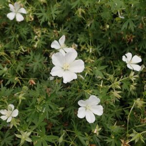 White Bloody Cranesbill