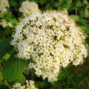 First Editions® Opening Day™ Viburnum, Doublefile Viburnum