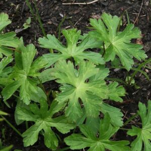 Wild Cranesbill