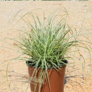 Evercolor® Everest Variegated Sedge