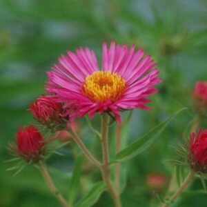 Alma Potchke New England Aster