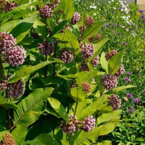 Common Milkweed