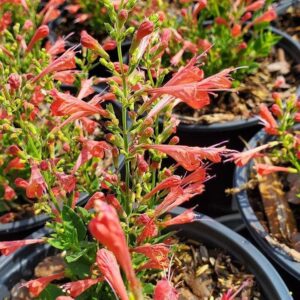 Kudos™ Red Hummingbird Mint, Hyssop