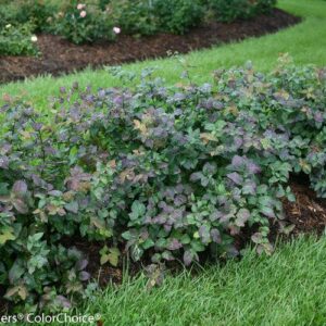 Double Play® Blue Kazoo Spirea