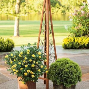 Oso Easy Lemon Zest® Rose