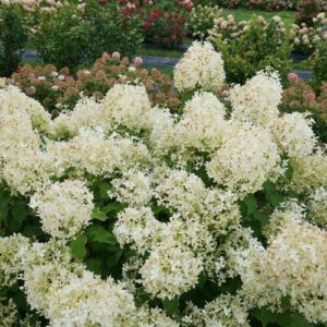 PW® Puffer Fish® Hydrangea