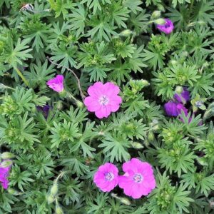 Maz Frei Bloody Cranesbill