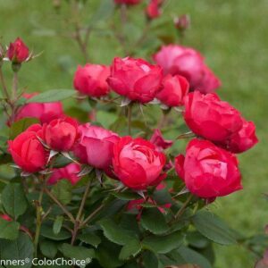 OSO Easy® Double Red Rose