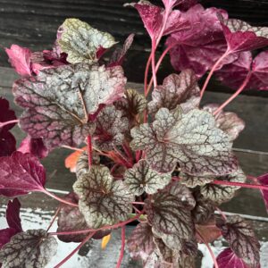Grape Expectations Coral Bells