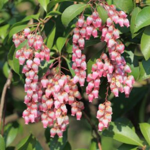 Katsura Pieris