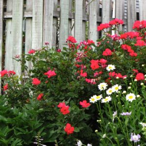 Flower Carpet® Red Rose