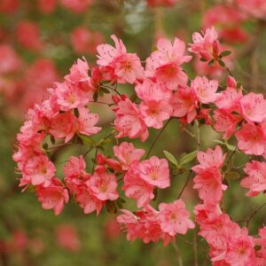 Blaauw's Pink Azalea