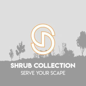 Blood Moon Rhododendron