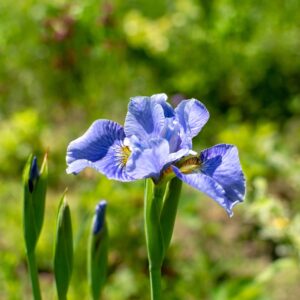 Cape Cod Boys Siberian Iris
