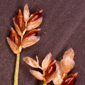 Bristle-leafed Sedge
