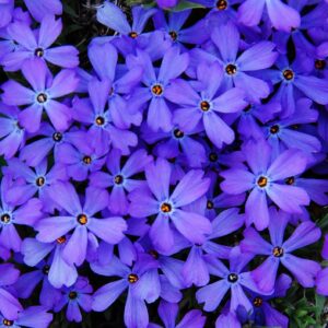 Violet Pinwheels Phlox