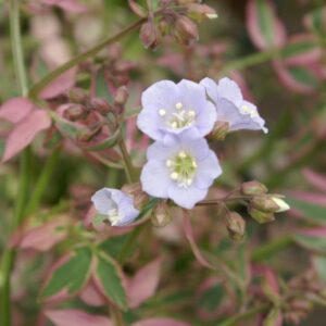 Stairway to Heaven Creeping Jacob's Ladder