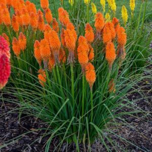 Pyromania® Blazing Orange Red Hot Poker, Torch Lily