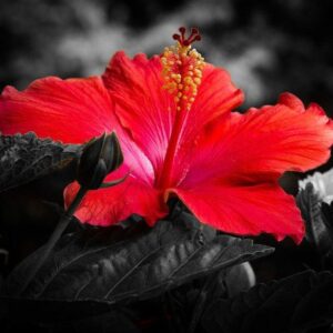 Midnight Marvel Red Leaf Hibiscus