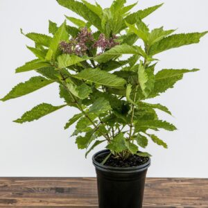 Gateway Joe Pye Weed