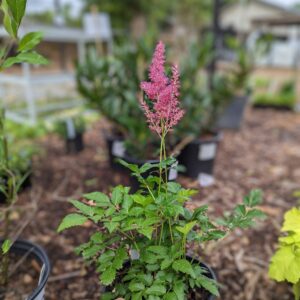 Rheinland Japanese Astilbe