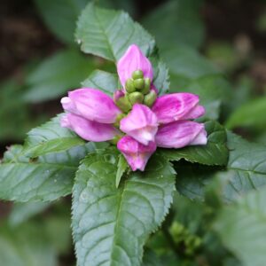 Hot Lips Turtlehead