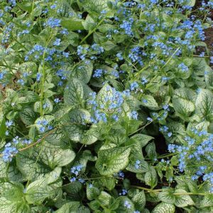 Sea Heart Siberian Bugloss