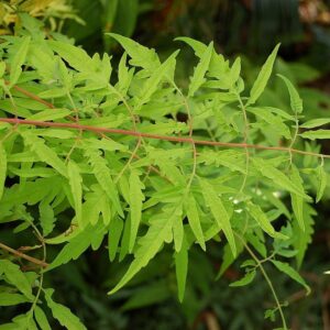 First Editions® Tiger Eyes Staghorn Sumac