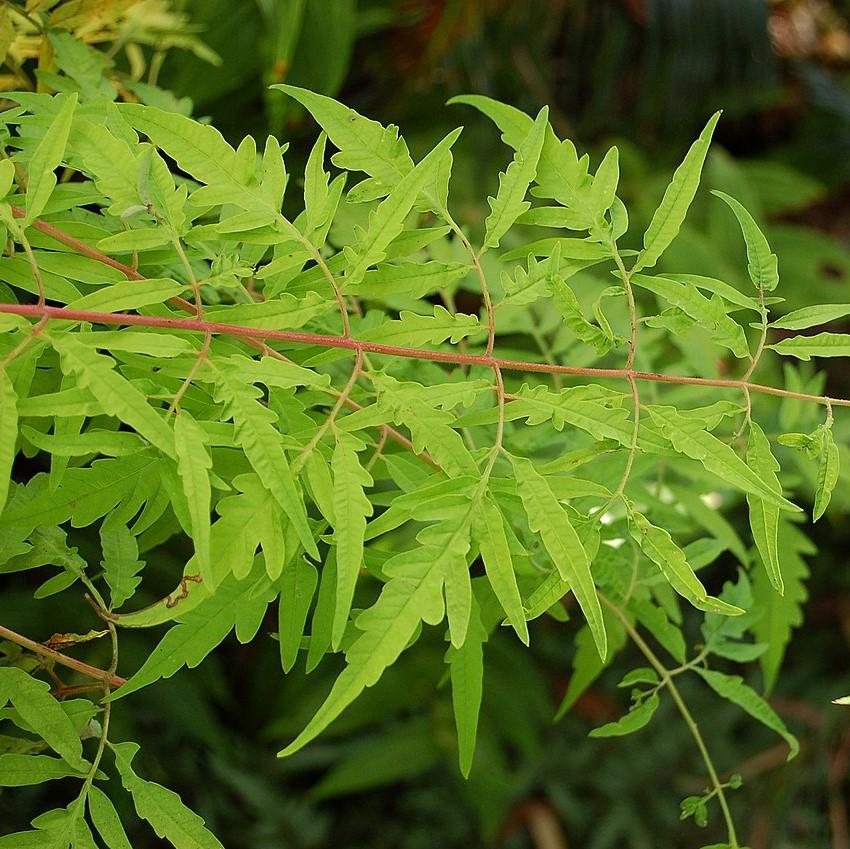 First Editions Tiger Eyes Staghorn Sumac