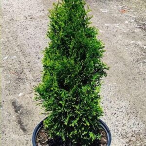 North Pole® Arborvitae