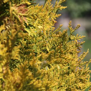 Vintage Gold Threadbranch Cypress