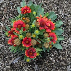 Spintop™ Orange Halo Blanket Flower