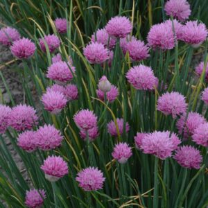 Summer Beauty Ornamental Onion