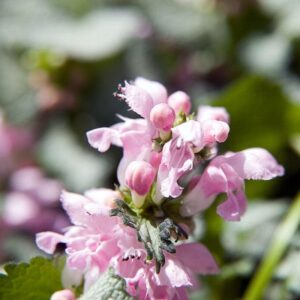 Pink Pewter Deadnettle