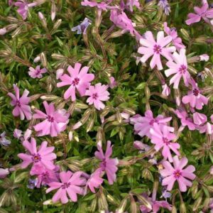 Fort Hill Creeping Phlox