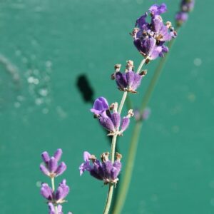 Munstead English Lavender