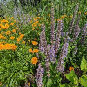 Anise Purple Hyssop