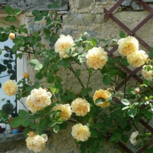 Teasing Georgia® Rose