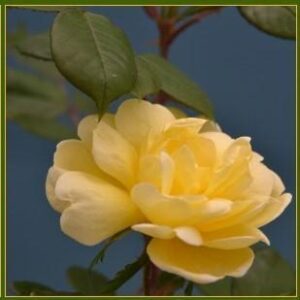 Sunny Knock Out® Rose