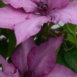 Giselle™ Clematis