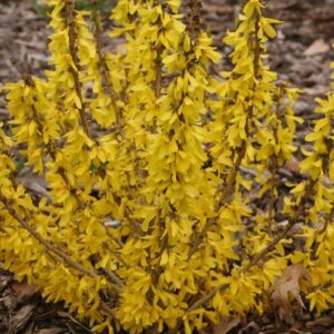 Show Off® Sugar Baby® Forsythia