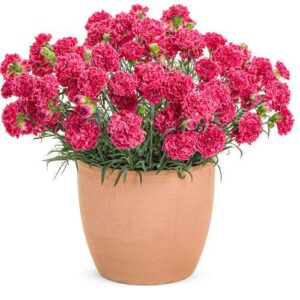 Fruit Punch® Raspberry Ruffles Dianthus